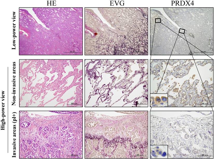 Int J Med Sci Image