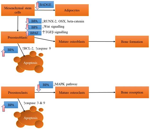 Int J Med Sci Image