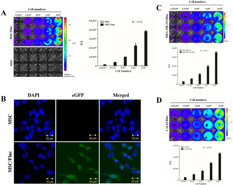 Int J Med Sci Image