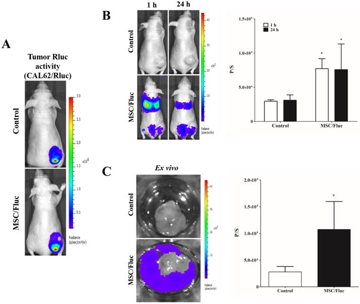 Int J Med Sci Image