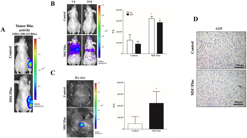 Int J Med Sci Image