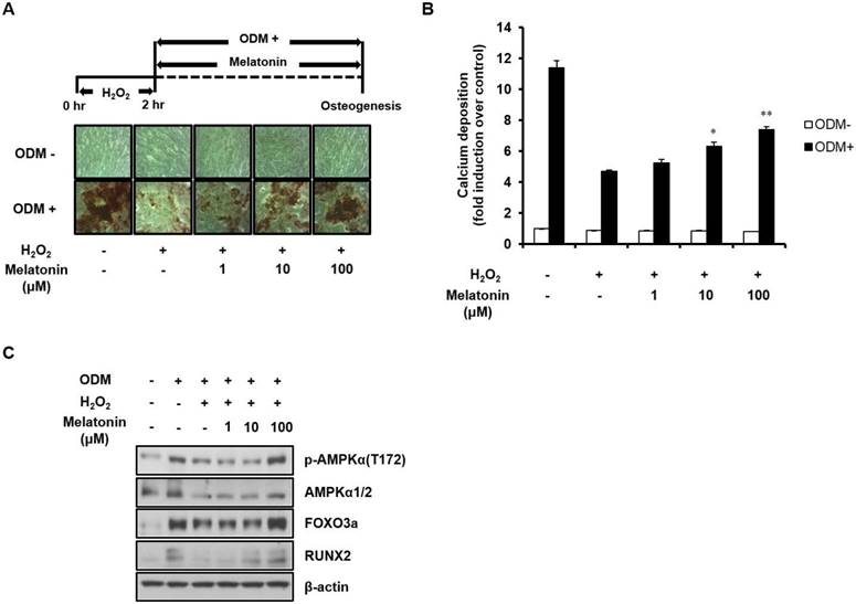 Int J Med Sci Image