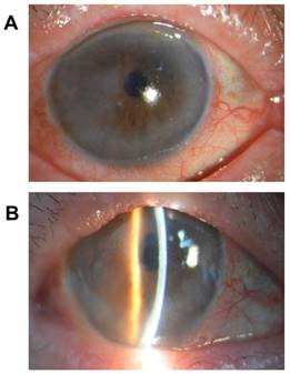 Int J Med Sci Image