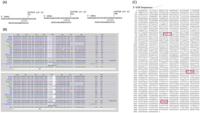 Int J Med Sci Image