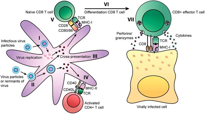 Int J Med Sci Image