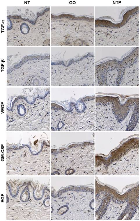 Int J Med Sci Image