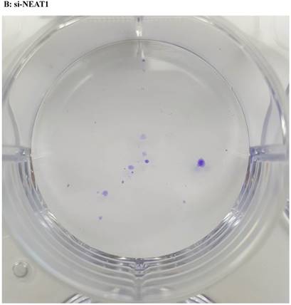 Int J Med Sci Image