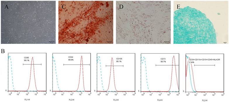 Int J Med Sci Image