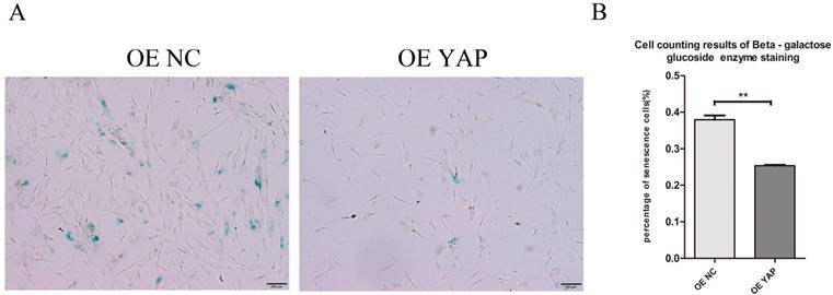 Int J Med Sci Image