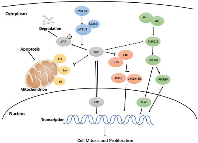 Int J Med Sci Image