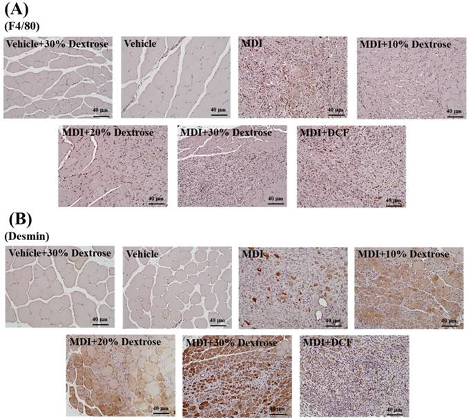 Int J Med Sci Image