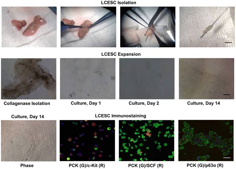 Int J Med Sci Image