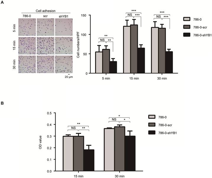 Int J Med Sci Image