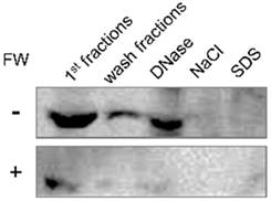 Int J Med Sci Image