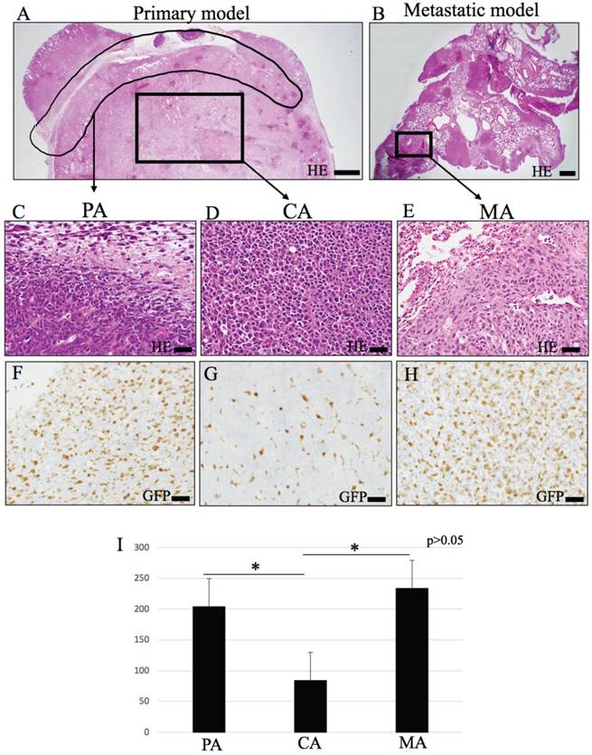 Int J Med Sci Image