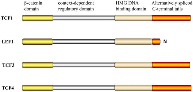 Int J Med Sci Image