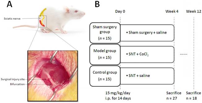 Administration of CoCl2 Improves Functional Recovery in a Rat Model of