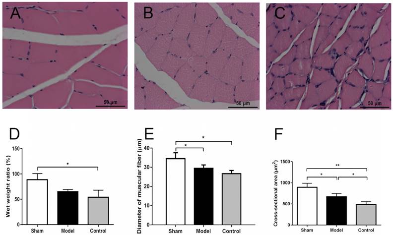 Int J Med Sci Image