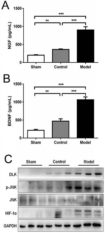 Int J Med Sci Image