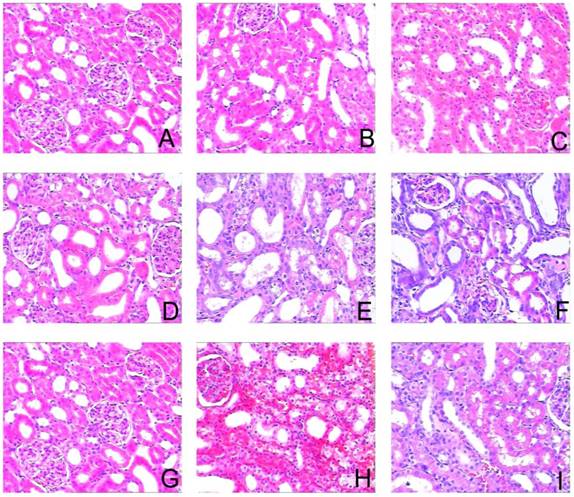 Int J Med Sci Image