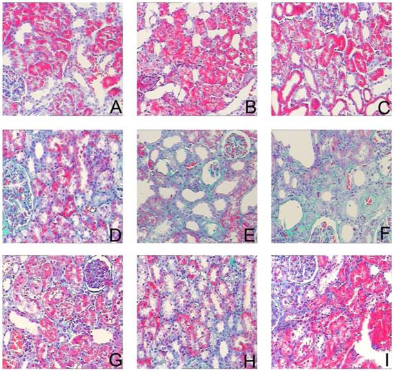 Int J Med Sci Image