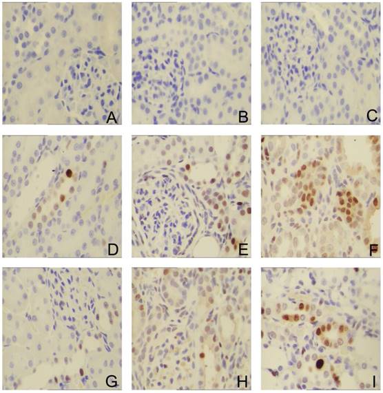 Int J Med Sci Image