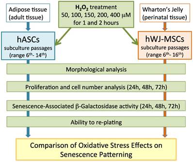 Int J Med Sci Image