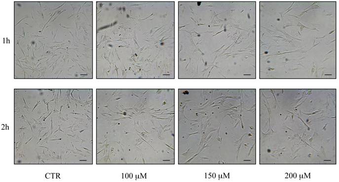 Int J Med Sci Image