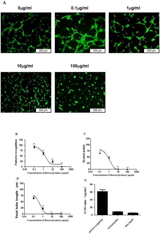 Int J Med Sci Image