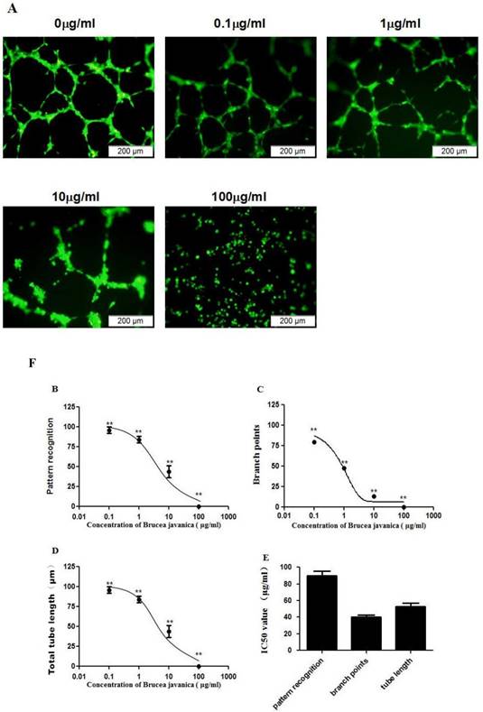 Int J Med Sci Image