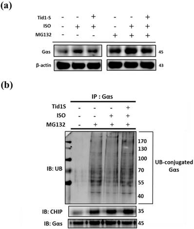 Int J Med Sci Image