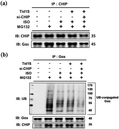 Int J Med Sci Image