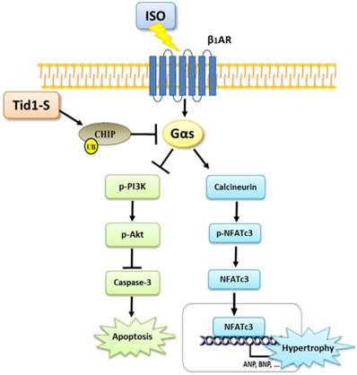 Int J Med Sci Image