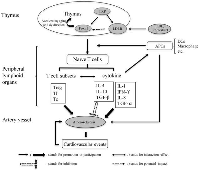 Int J Med Sci Image