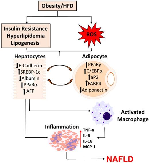 Int J Med Sci Image