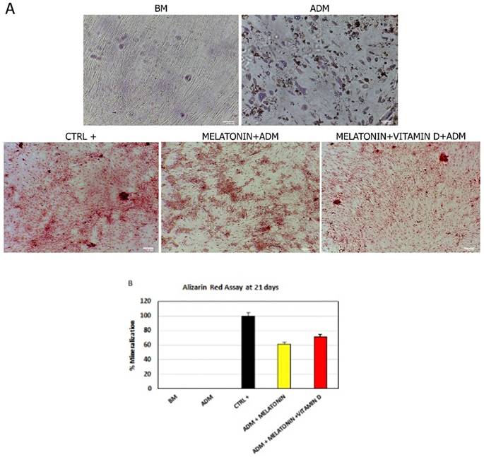 Int J Med Sci Image