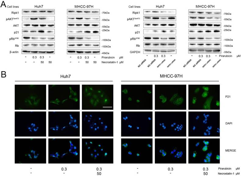 Int J Med Sci Image