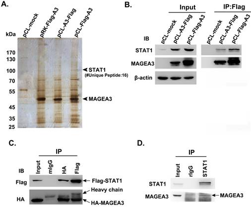 Int J Med Sci Image