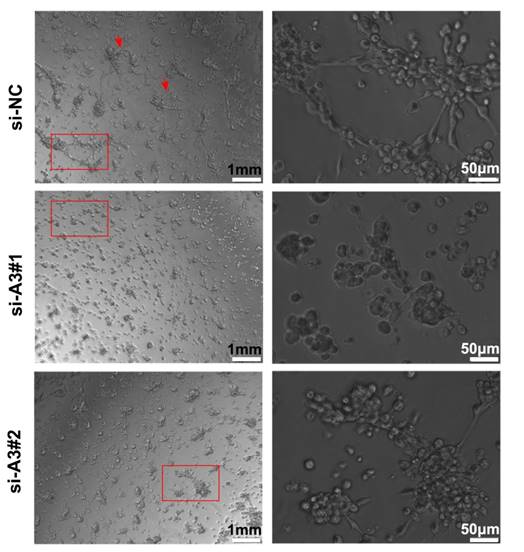 Int J Med Sci Image