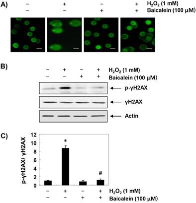 Int J Med Sci Image