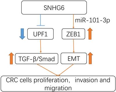 Int J Med Sci Image