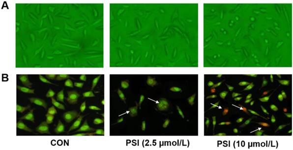 Int J Med Sci Image