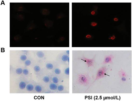 Int J Med Sci Image