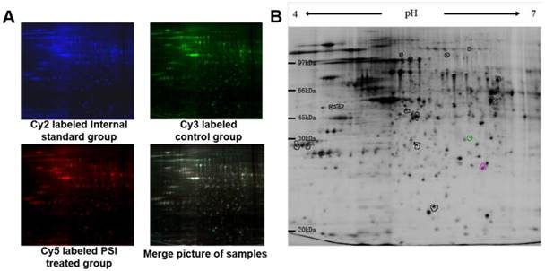 Int J Med Sci Image