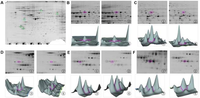 Int J Med Sci Image