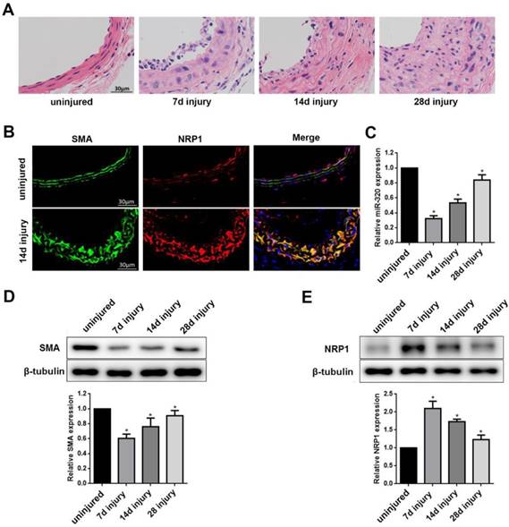 Int J Med Sci Image