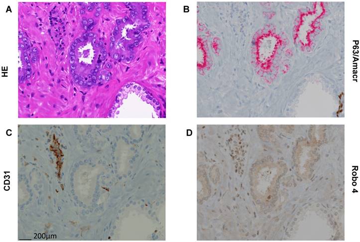 Int J Med Sci Image