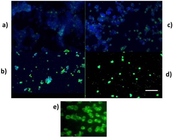 Int J Med Sci Image