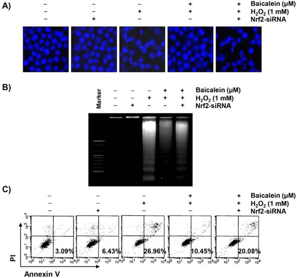 Int J Med Sci Image