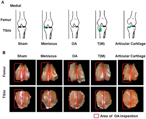 Int J Med Sci Image